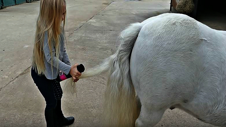 Shetland pony grooming demonstration