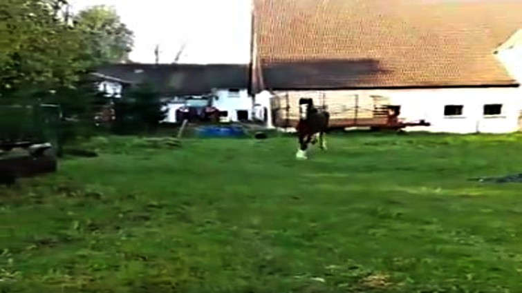 Shire stallion standing in field