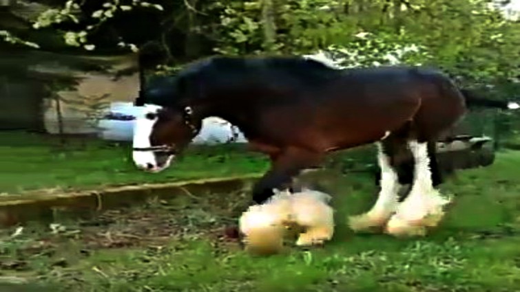Danny the Shire stallion running