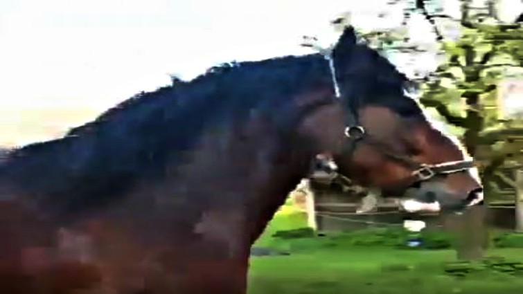 Danny approaching fence