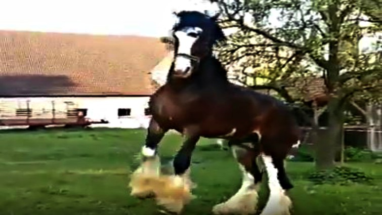Danny the clever stallion