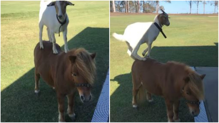 Goat riding miniature horse