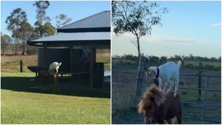 Goat and horse moments