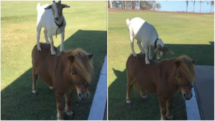 Goat riding on pony's back