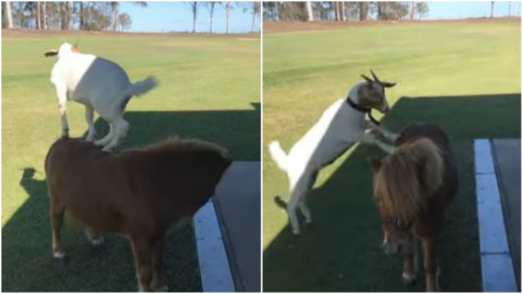 Goat and pony friendship