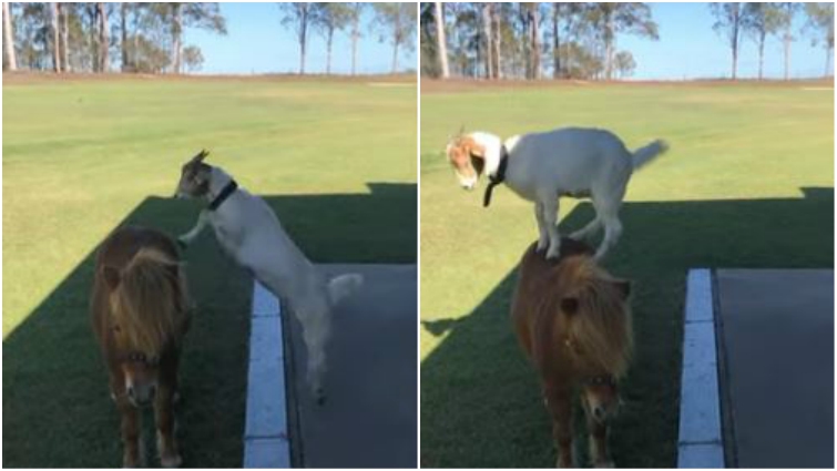 Goat jumping on pony