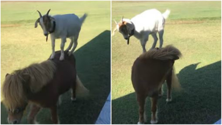 Tiny pony with goat friend