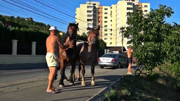 Horse handling demonstration