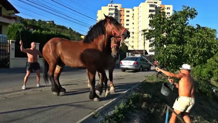 Horses on roadside