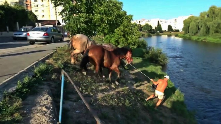 Proper horse leading technique