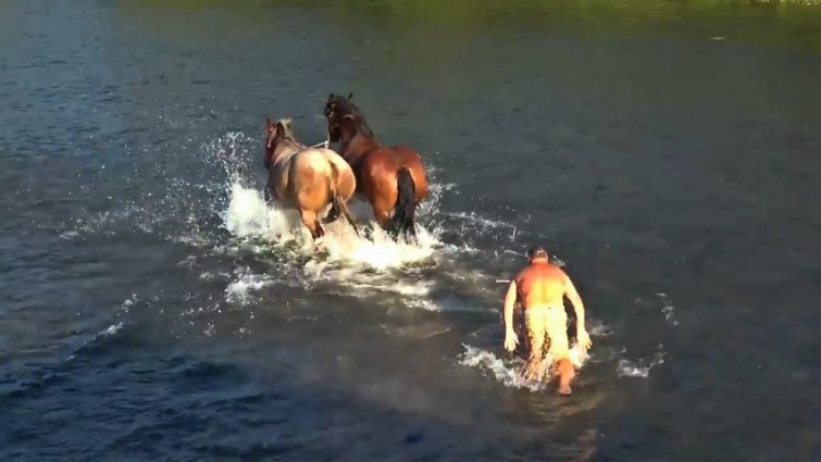 Romanian horse agriculture