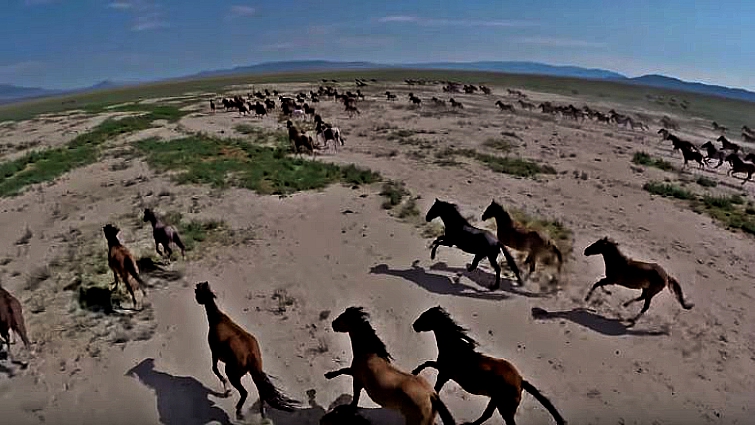 Wild mustangs in natural habitat
