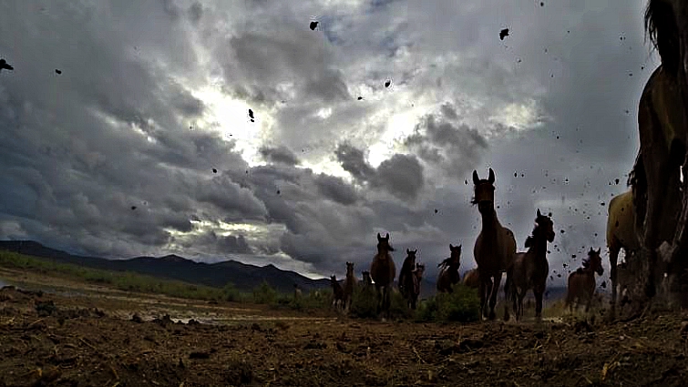 Mustang Monument sanctuary herd