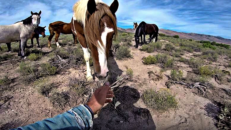 Close-up of wild mustang running