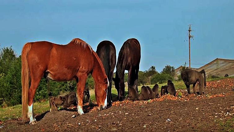Baboon and horse bonding at Monkeyland