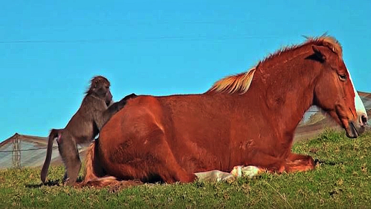 Baboon grooming horse friendship