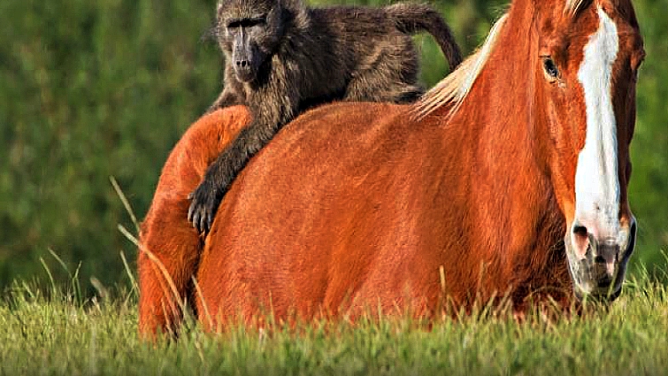 Horse and baboon extraordinary bond