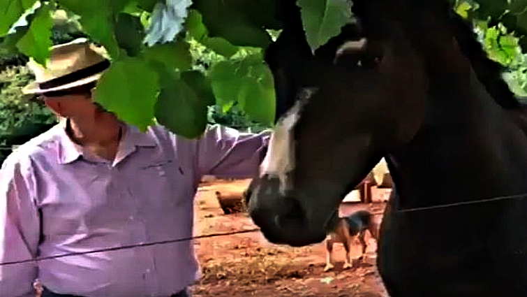 Horse communication and body language