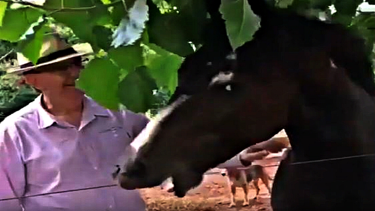 Horse showing warning signs