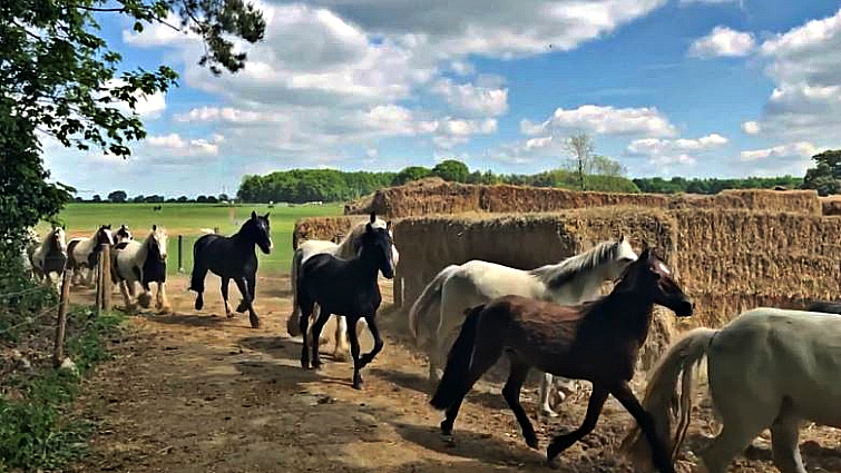 Rescued horses in spring pasture