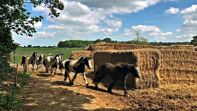 Herd of horses running to eat
