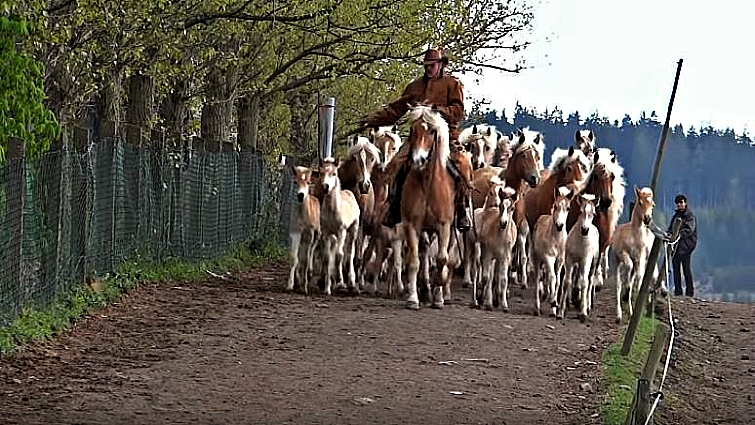 Haflinger horses running in field