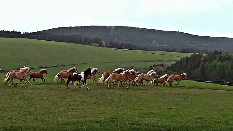 Foals running with adult horses