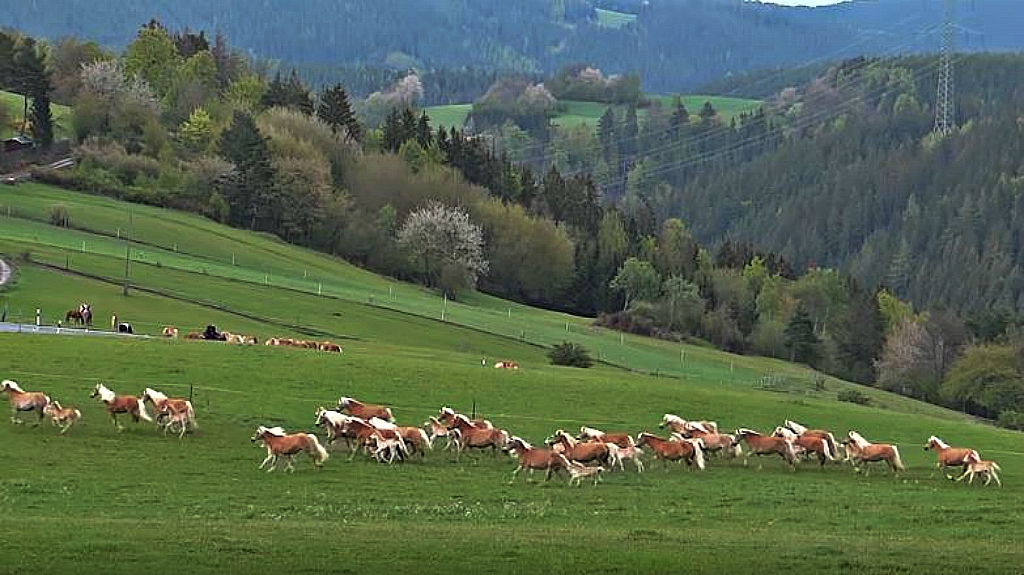 Majestic view of running horses