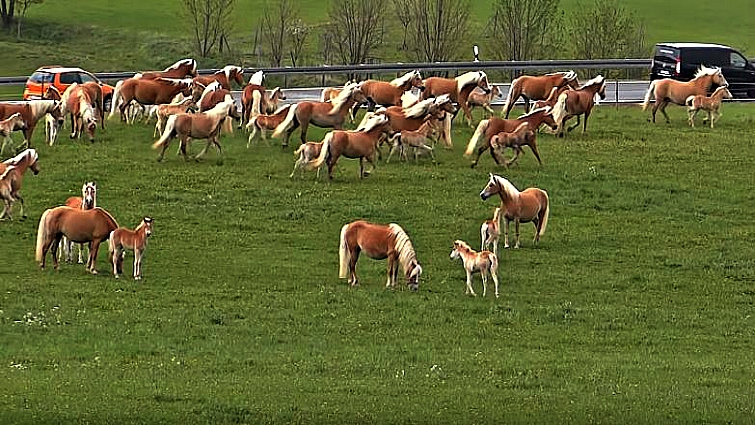 Herd of Haflinger horses galloping