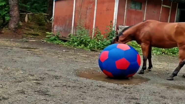 Horse playing with oversized ball toy