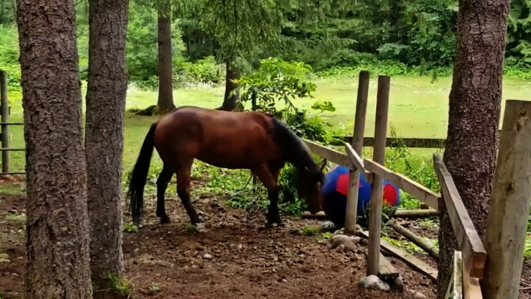 George the horse enjoying his huge ball toy