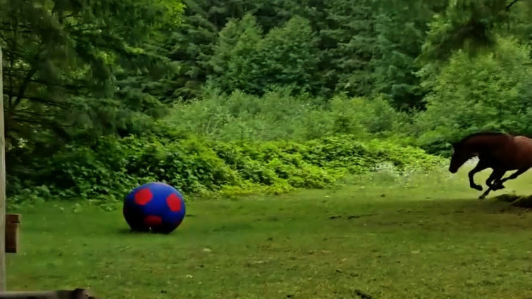 Horse headbutting colorful enrichment ball