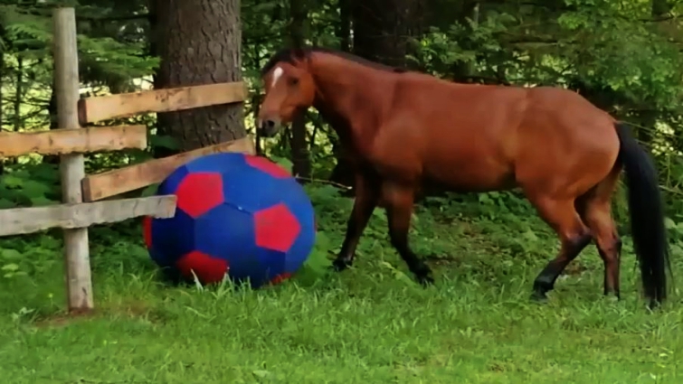 Happy horse playing with large ball in pasture