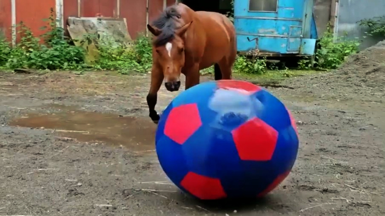 George the horse and his beloved ball toy