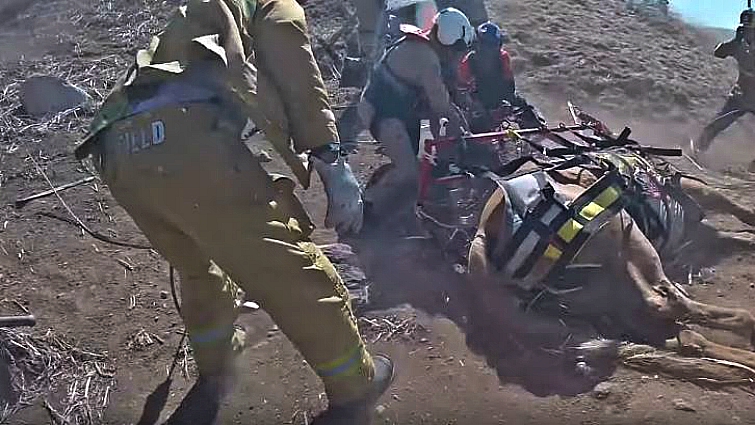 Helicopter rescue operation for horse