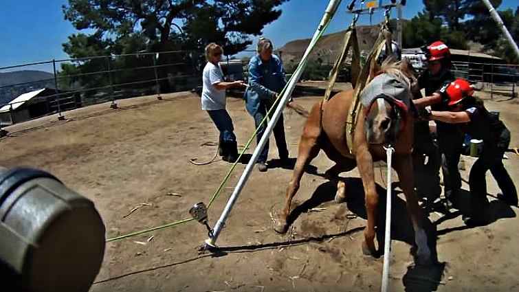 Horse recovered after helicopter rescue
