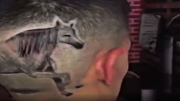 Horse haircut detailed view