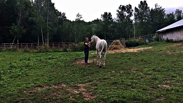 Gorgeous Arabian horse with flowing mane