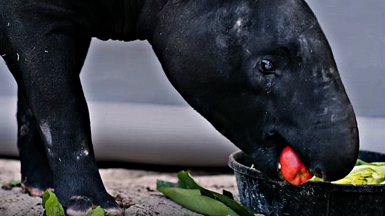 Malayan Tapir close-up portrait