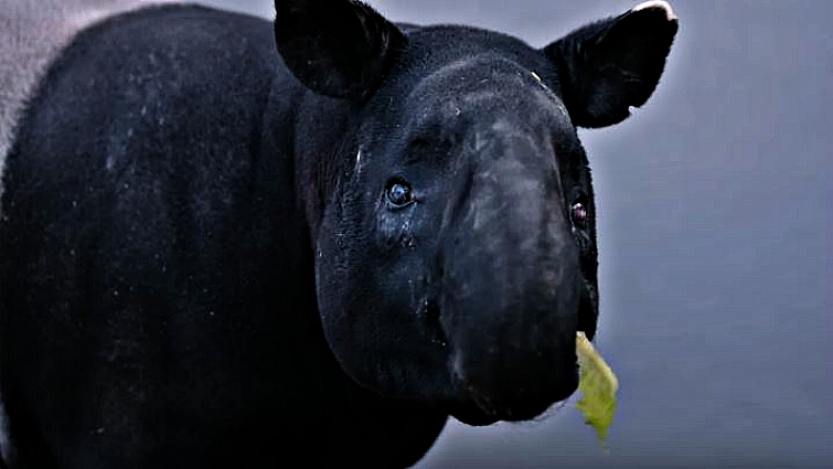Malayan Tapir in natural habitat