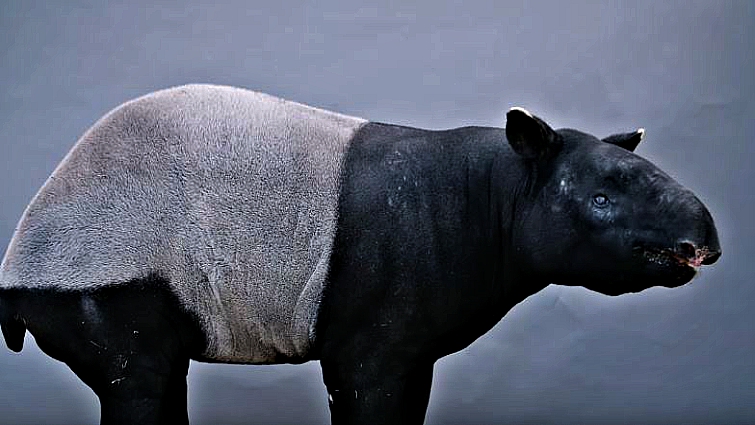 Tapir species comparison