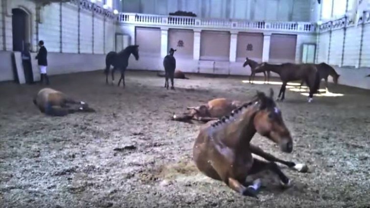 Horses performing Harlem Shake