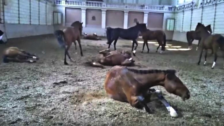 Equestrian Harlem Shake video