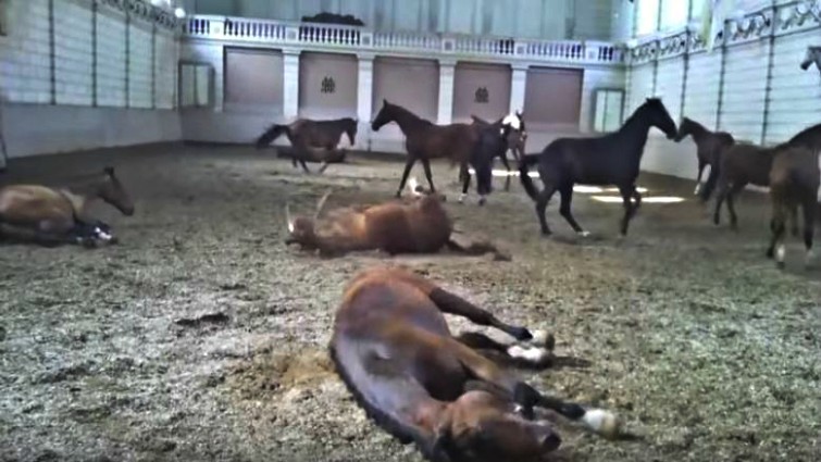 Horses dancing together