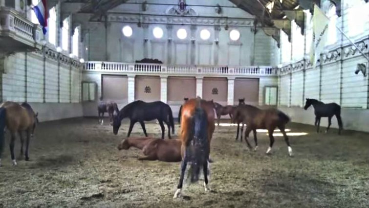 Funny horse Harlem Shake moment
