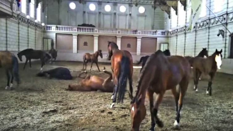 Horses performing in sync