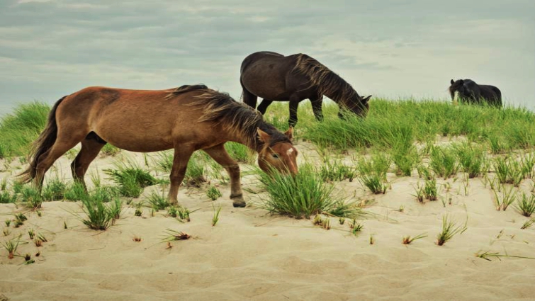Sable Island feral horses in Nova Scotia