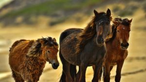 Horse shaking off flies