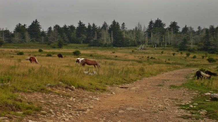 Horse lovers exploring world equestrian destinations