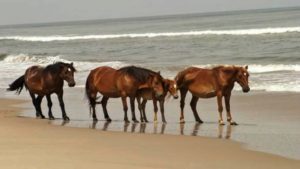 Horse head profile